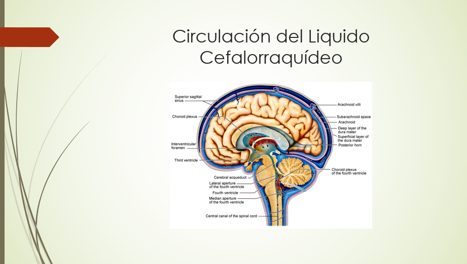 Circulación del líquido cefalorraquídeo