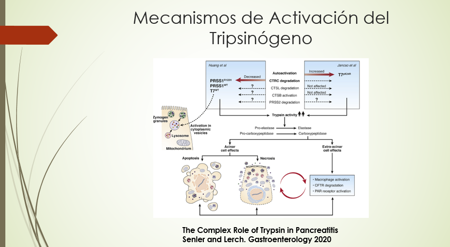 Mecanismos de Activación del Tripsinógeno