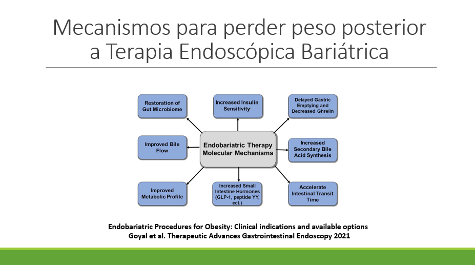 Mecanismos implicados en la pérdida de peso posterior a terapia endoscópica bariátrica