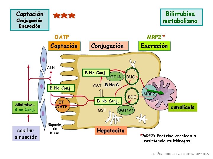 Metabolismo de la Bilirrubina I