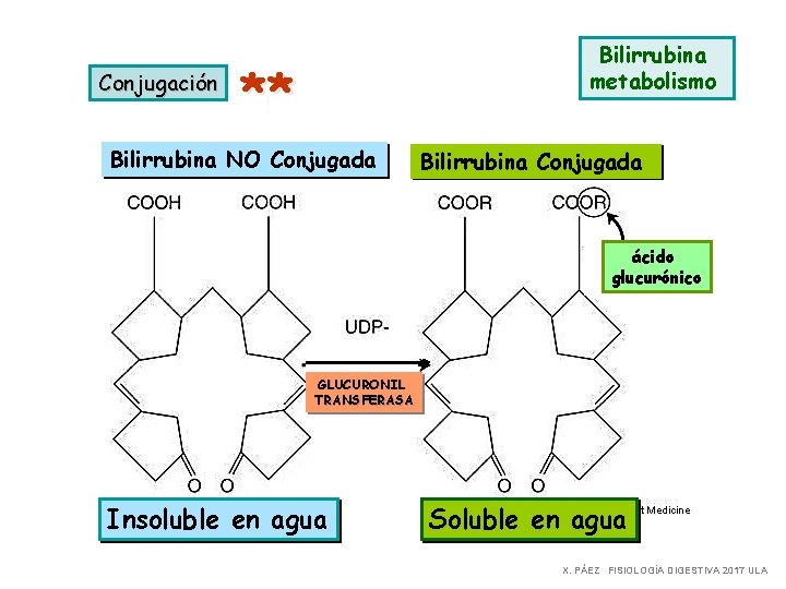 Metabolismo de la Bilirrubina II