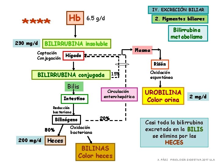 Metabolismo de la Bilirrubina IV