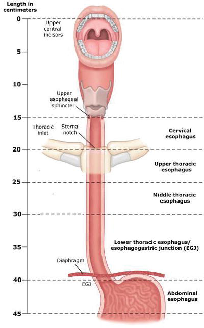 Anatomia del esofago