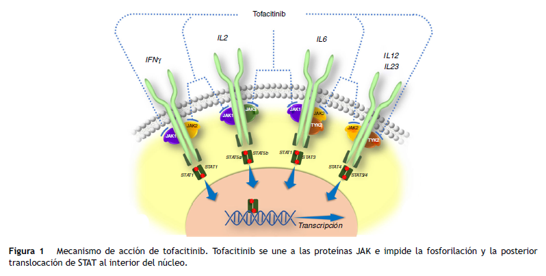 Tofacitinib mecanismo de acción