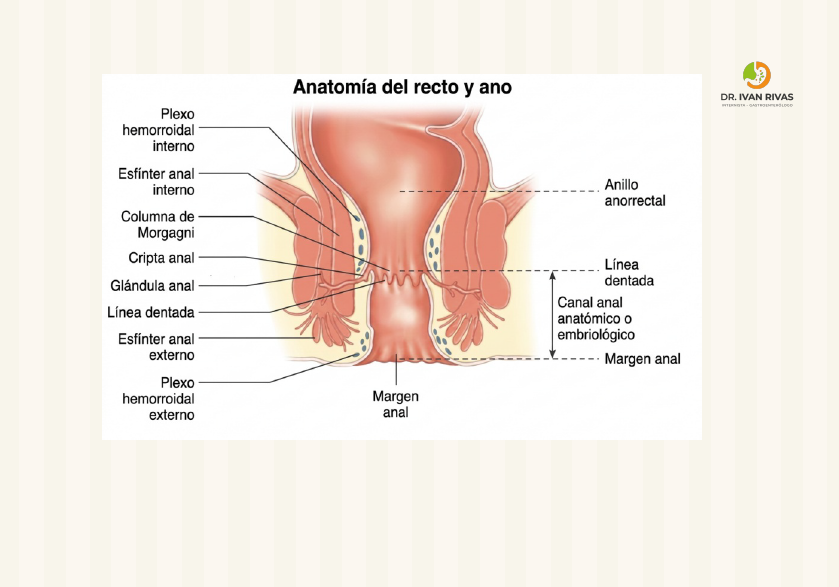 Anatomía del recto y ano