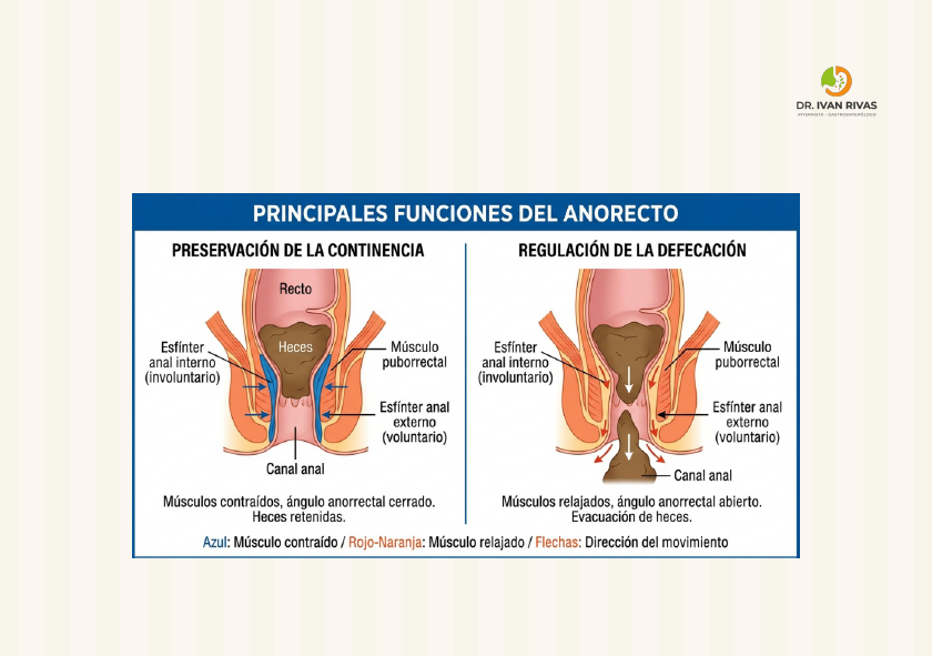 Funciones del anorecto